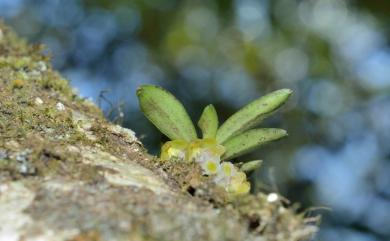 Gastrochilus matsudae 寬唇松蘭