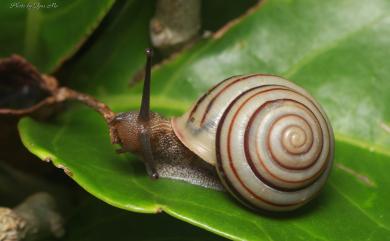 Satsuma batanica boteltobagoensis (Kuroda, 1932) 蘭嶼蝸牛