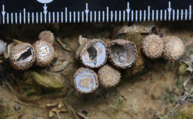 Cyathus striatus Willd.:Pers. 隆紋黑蛋巢菌