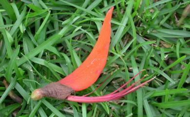 Erythrina variegata 刺桐