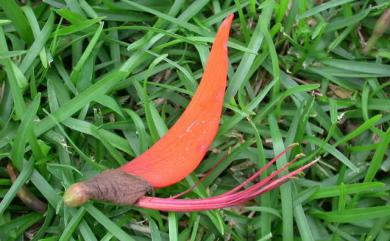 Erythrina variegata L. 刺桐