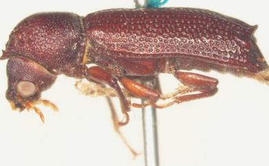 Heterobostrychus aequalis (Waterhouse, 1884) 雙鉤異翅長蠹