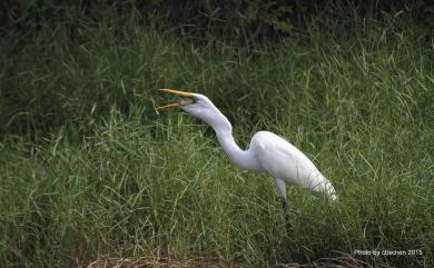 Ardea alba modesta Gray, 1831 大白鷺