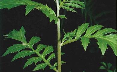 Erechtites valerianifolius 飛機草