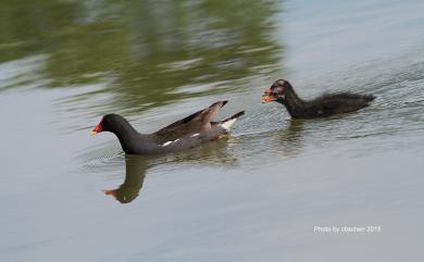 Gallinula chloropus chloropus (Linnaeus, 1758) 紅冠水雞