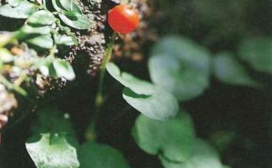 Geophila herbacea K.Schum. 苞花蔓