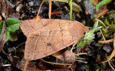 Orthosia lushana Sugi, 1986 盧山夢尼夜蛾