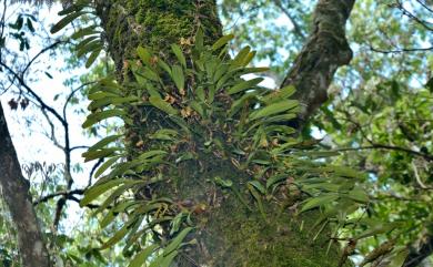 Bulbophyllum omerandrum Hayata 毛葯捲瓣蘭