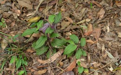 Crepidium bancanoides (Ames) Szlach. 裂唇軟葉蘭