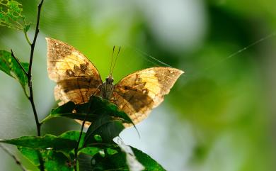 Kallima inachus formosana Fruhstorfer, 1913 枯葉蝶