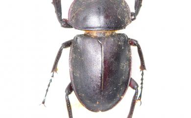 Neolucanus taiwanus Mizunuma, 1994 臺灣圓翅鍬形蟲