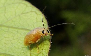 Monolepta gracilipes Chujo, 1938 黃長腳螢金花蟲