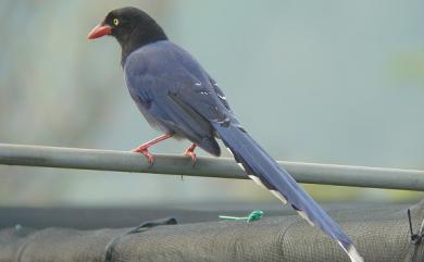 Urocissa caerulea Gould, 1863 臺灣藍鵲