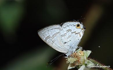 Sinthusa chandrana kuyaniana 閃灰蝶