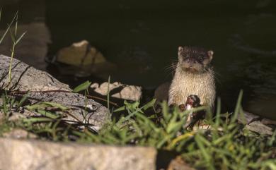 Lutra lutra chinensis Gray, 1837 水獺