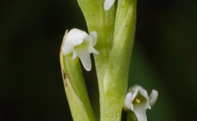 Peristylus intrudens (Ames) Ormerod 短裂闊蕊蘭