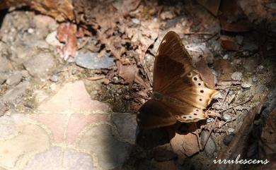 Zophoessa dura neoclides (Fruhstorfer, 1909) 大幽眼蝶