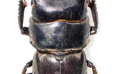Serrognathus kyanrauensis (Miwa, 1934) 深山扁鍬形蟲