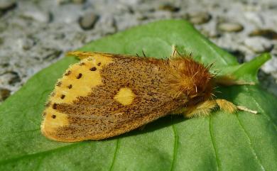 Nygmia marginata insulata (Wileman, 1910) 圓斑靚毒蛾