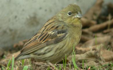 Emberiza sulphurata Temminck & Schlegel, 1848 野鵐