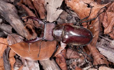 Lucanus maculifemoratus taiwanus Miwa, 1936 高砂深山鍬形蟲