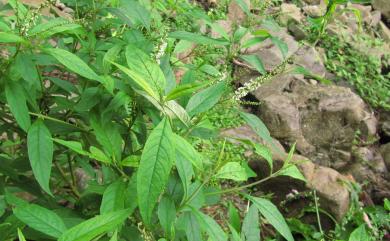 Buddleja asiatica 揚波