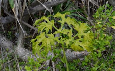 Tacca leontopetaloides (L.) Kuntze 蒟蒻薯