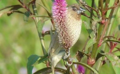 Lonchura punctulata topela 斑文鳥