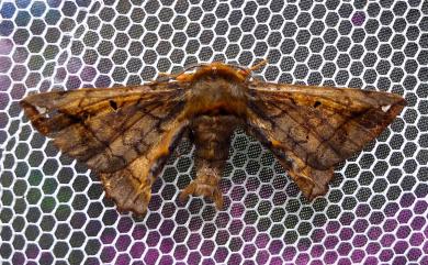 Prismosticta fenestrata Butler, 1880 小窗樺蛾