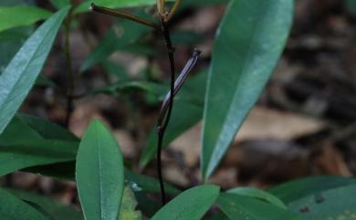 Lecanorchis nigricans var. yakushimensis 屋久全唇皿蘭