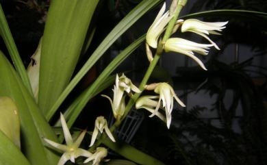 Eria javanica 大葉絨蘭