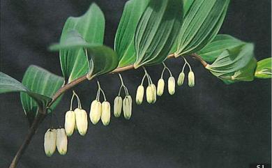 Polygonatum odoratum var. pluriflorum 萎蕤