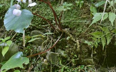 Begonia bouffordii 九九峰秋海棠