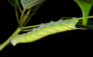 Marumba cristata bukaiana Clark, 1937 直翅六點天蛾