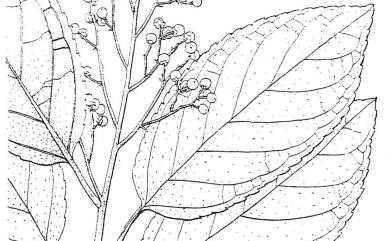 Ehretia acuminata R.Br. 厚殼樹