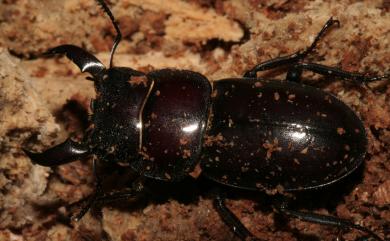 Dorcus titanus sika (Kriesche, 1920) 臺灣扁鍬形蟲