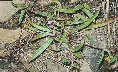 Cyanotis arachnoidea C.B.Clarke 蛛絲毛藍耳草
