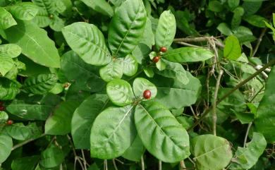 Rauvolfia tetraphylla L. 四葉蘿芙木