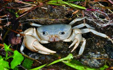 Geothelphusa cinerea Shy, Ng & Yu, 1994 灰甲澤蟹