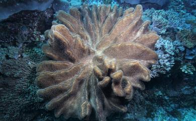 Lobophytum sarcophytoides Moser, 1919 肉質葉形軟珊瑚