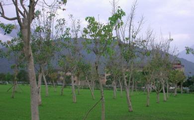 Ficus religiosa L. 菩提樹