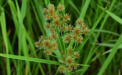 Mariscus compactus 密穗磚子苗