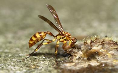 Parapolybia varia varia 變側異腹胡蜂