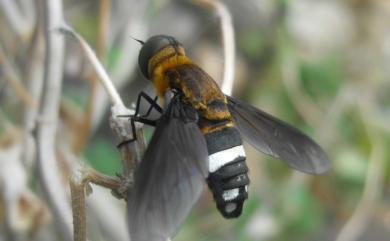 Ligyra tantalus (Fabricius, 1794) 黑翅蜂虻