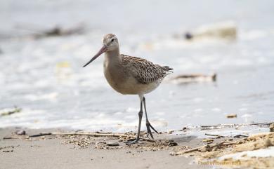 Limosa lapponica baueri 斑尾鷸