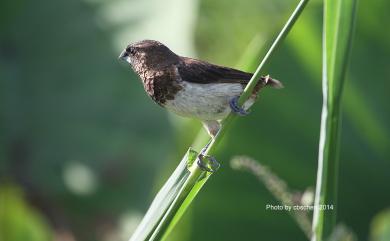 Lonchura striata swinhoei 白腰文鳥