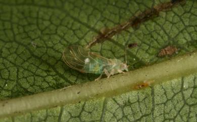 Cacopsylla oluanpiensis (Yang, 1984)