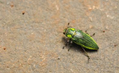 Chrysodema dalmanni (Mannerheim, 1837) 粉彩吉丁蟲