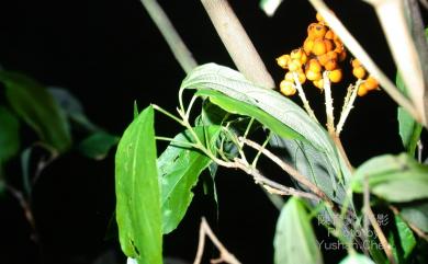 Mallotus philippensis (Lam.) Müll. Arg. 粗糠柴