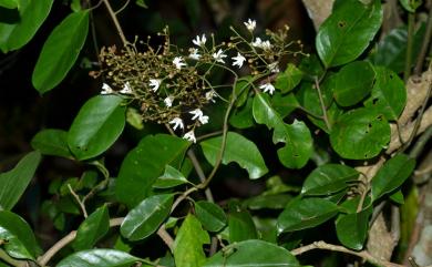 Erycibe henryi 亨利氏伊立基藤